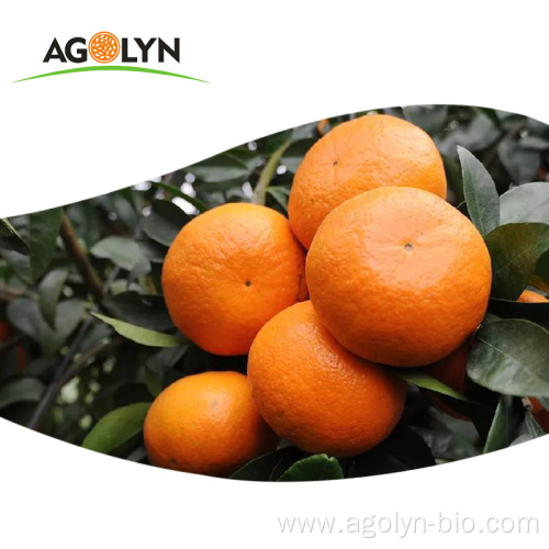 Fresh Juicy Sweet Mandrin Oranges